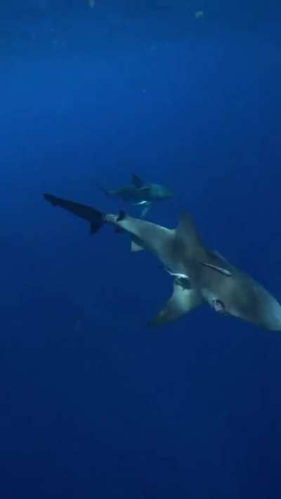 This female bull shark was probably wounded by a male bull shark attempting to mate with her. 27 days later it was almost healed