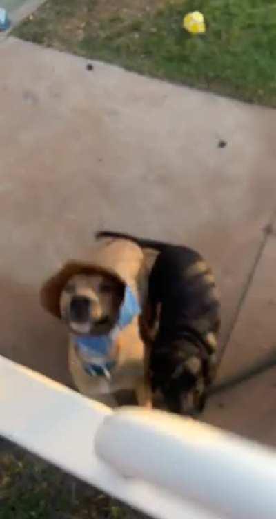 Greg went on a play date. I come to collect him and find this…