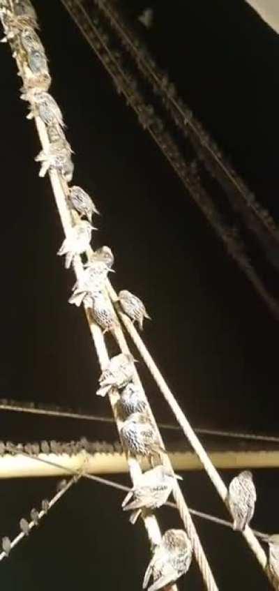 lock of starlings catching their breath on a Dutch fishing boat during crossing of the North Sea