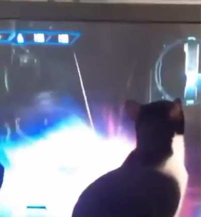 Meowcifer, the unkillable