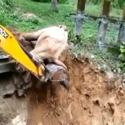 Helping the elephant