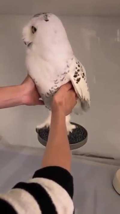 Happy owl or not at all ??