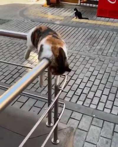 Cat melting on the rails