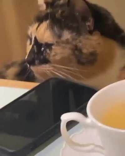 Still refuses to leave the table