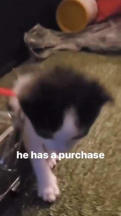 Wunk shopping for skibidi