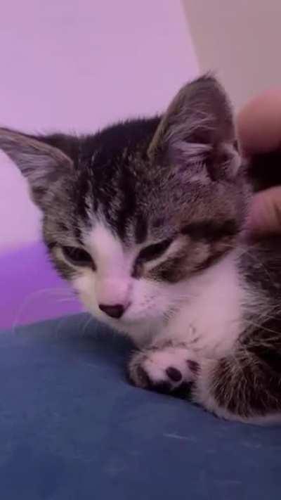 Hammy is so cute it's ridiculous...when he's not trying to murder me anyway.