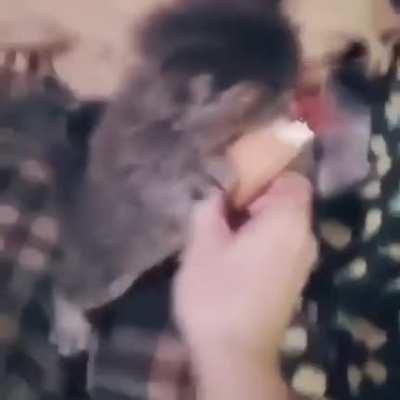 Smol criminal found guilty of ice cream stealing