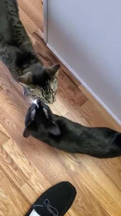 The kitten who used to live under a construction dumpster