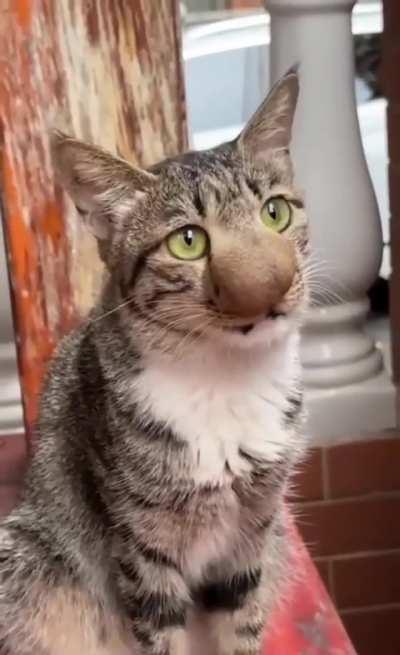 I'd say the wasp won this round