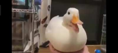 Hey look at the duck is so adorable😍😍😍