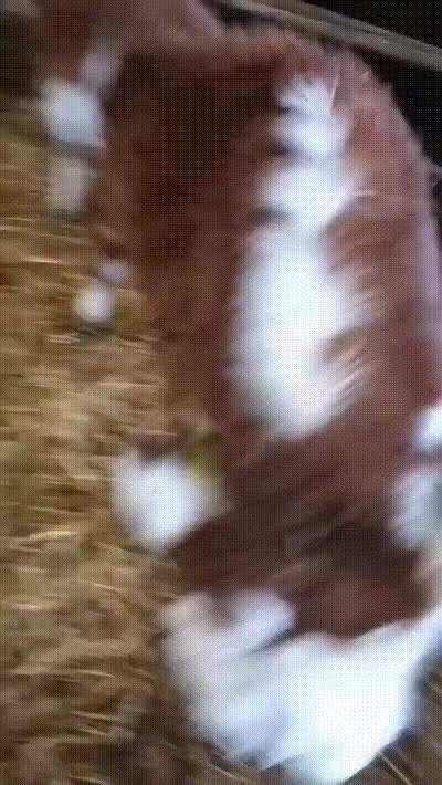 Whenever this heifer sees me, she zooms over to say hi!