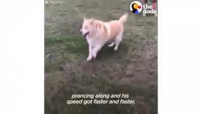 Woman Helps 173-Pound Golden Retriever To Lose Over 100 Pounds