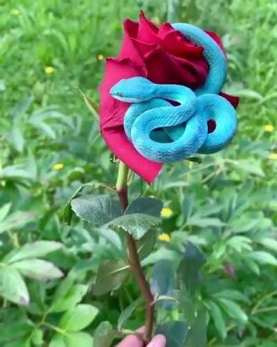 This is a Blue Pit Viper