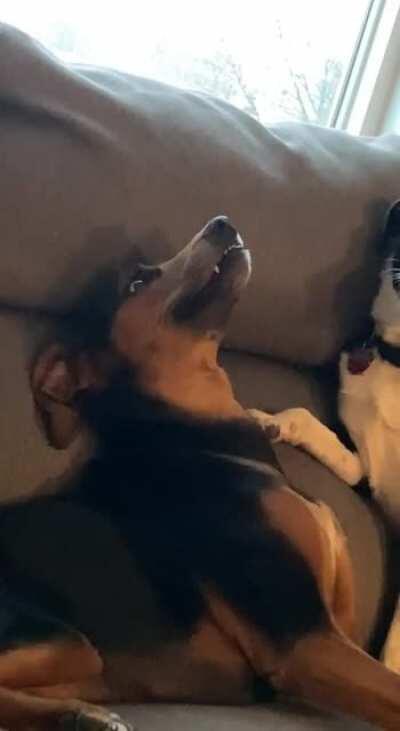 My girls are so derpy when they play