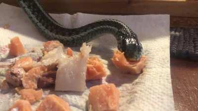 Buffet time (sorry for my awful filming skills)