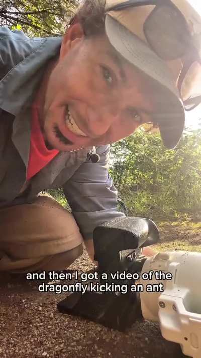 🔥Dragonfly Kicking Ant