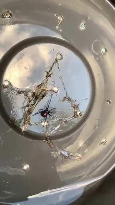 Is this a black widow?