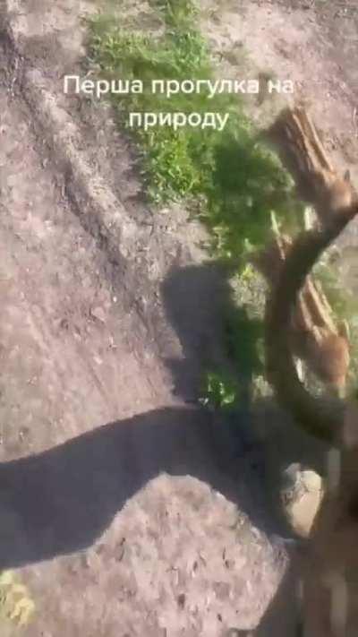 Fighting boars in the service of the Ukrainian army are a bit of a scream.