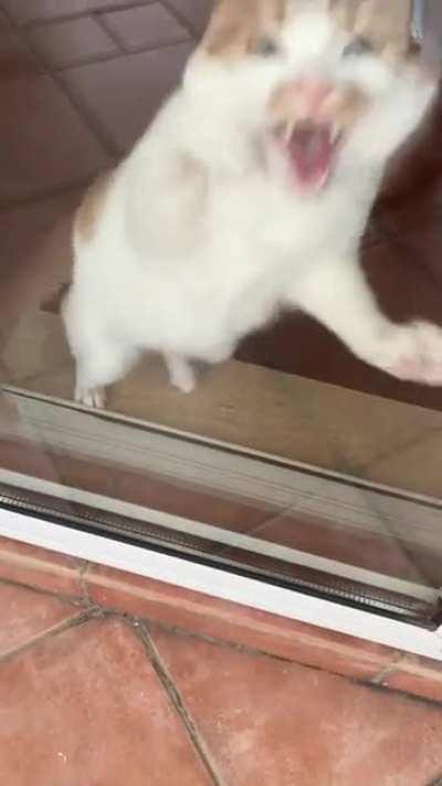 All I did was go on the balcony. Archie lost his damn mind. (PS he was fine exactly 3 seconds after my return to the inside part of the house)