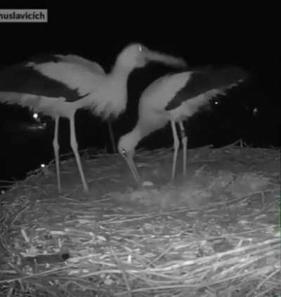 A stork couple celebrating their first egg