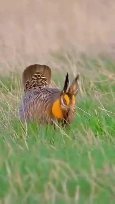 Who's out here casting transmogrify on the birds bruh 💀