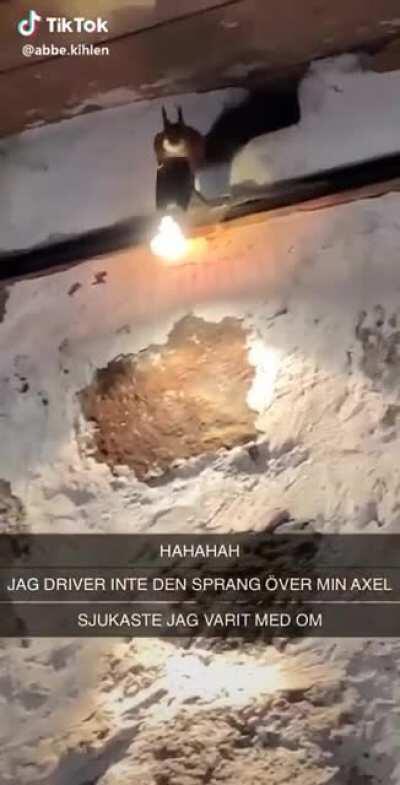 Squirrel wants to join for dinner