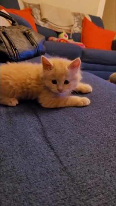 He is new and doesn't even know that there's a brain cell to be had