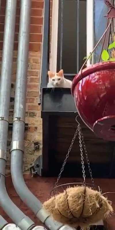 Phil likes to welcome me home