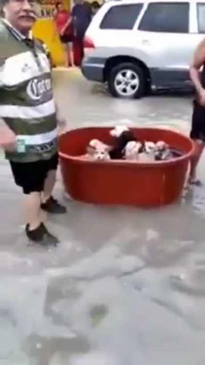 Save the puppies, save the world