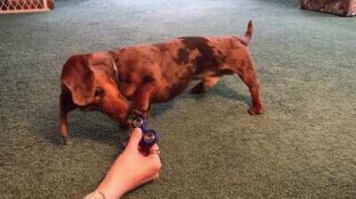 Dog tries to figure out how to use that thing