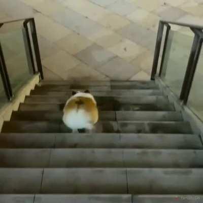 Corgi walking down the stairs