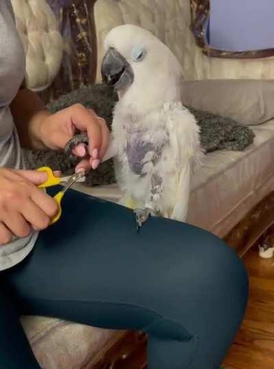 Birdie becomes increasingly dramatic when owner tries to clip nails