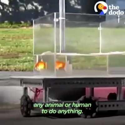 Scientists taught a fish how to drive