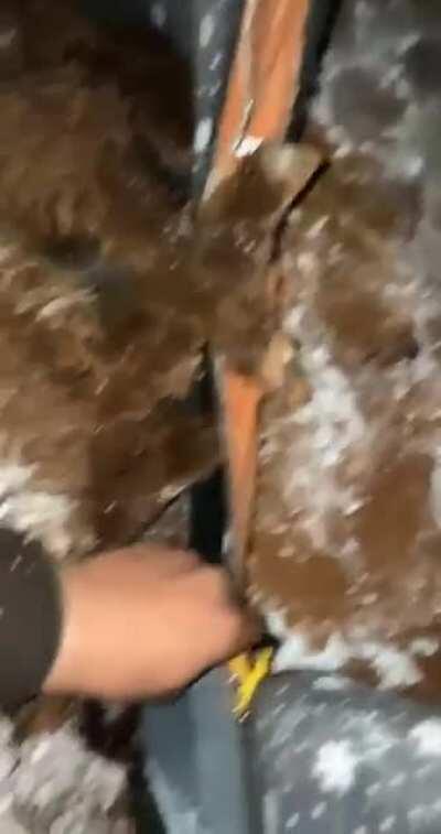 this sheep lost his flock and this person invited it to a warm sleepover