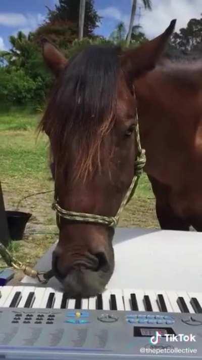 More than just horsing around