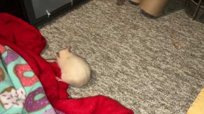 My smart pet rat Feta's 1st awkward attempt at playing fetch 😅