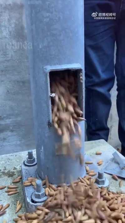 Белечья заначка