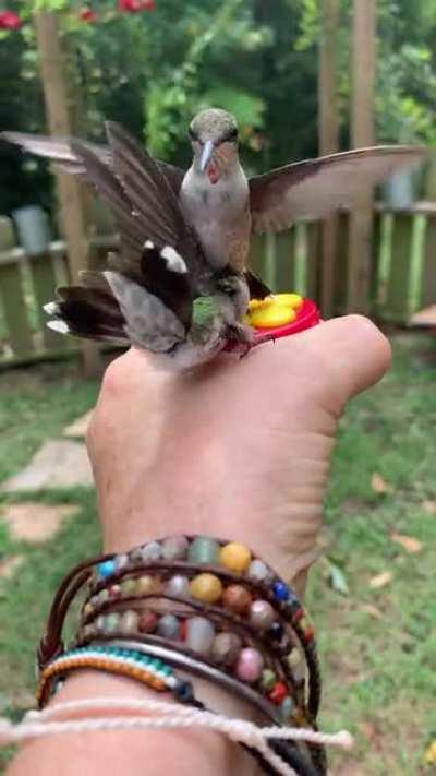 The bully who pushes your face in the drinking fountain