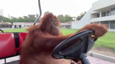 The Chadest of Chads: