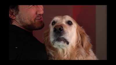 Chica really doesn't like being picked up like that