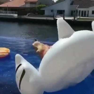 HMC while I save this beer