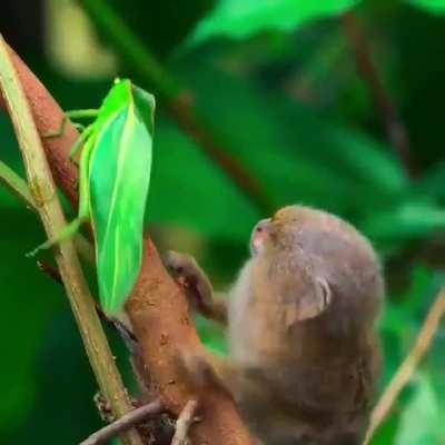 Monkey see....monkey touch