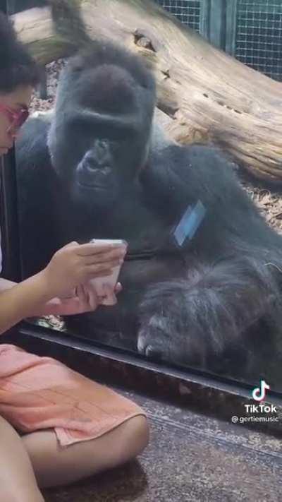 Jelani the Gorilla tells you when to swipe to the next picture