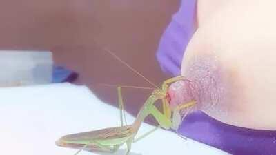 Praying Mantis breastfeeding.