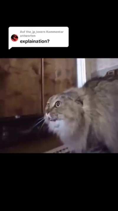 I hate when cats speak German 