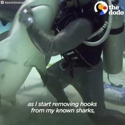 Cristina Zenato being an absolute madlad