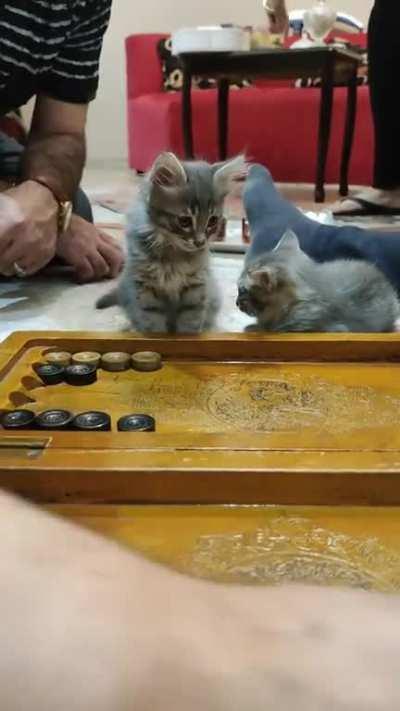 Professional Arbiter