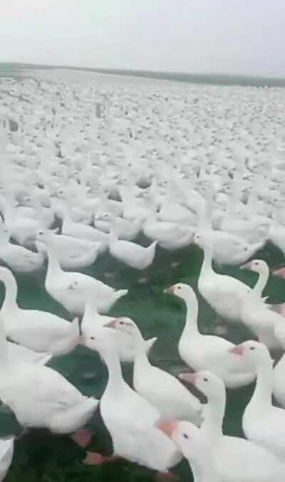 Patos indo atrás do Cap