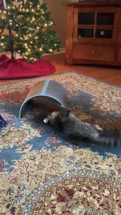 Wrapping paper had no idea what hit it