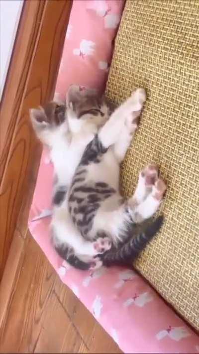 Adorable kittens decide to nap together